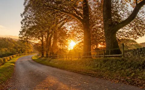 Setting sun glowing through autumn trees above a quiet country lane with golden leaves
