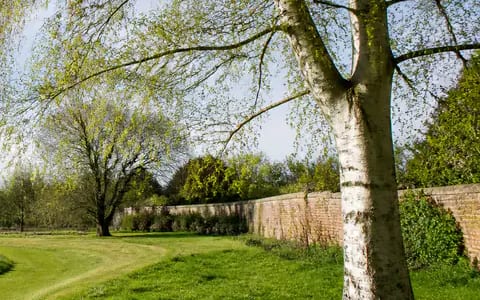 Silver birch trunk with fresh spring leaves, a common source of tree pollen that triggers hay fever