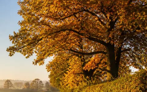 Golden autumn leaves on a large tree beside a country lane in soft morning light