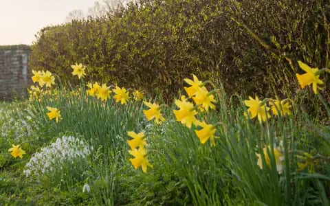 Bright yellow daffodils and white snowdrops flowering together in a garden bed in early morning light